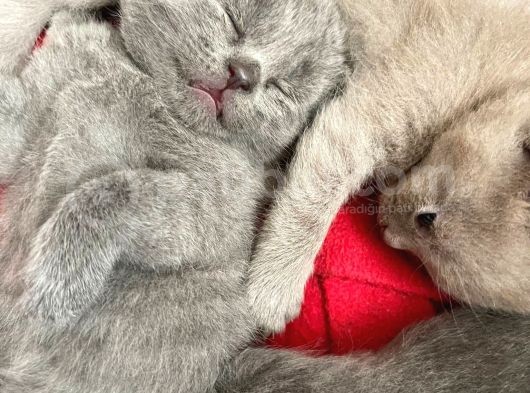 2 Aylık British Shorthair