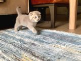 Safkan Anne Ve Babadan Scottish Fold Ve British Shorthair Yavrular