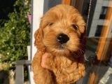 Ev Ortaminda Erkek Cavapoo Yavrularimiz