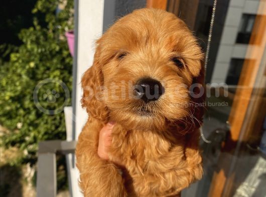 Ev Ortaminda Erkek Cavapoo Yavrularimiz görsel