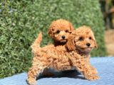Di̇şi̇ Mi̇ni̇ Toy Poodle Yavrular