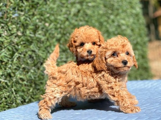 Di̇şi̇ Mi̇ni̇ Toy Poodle Yavrular görsel