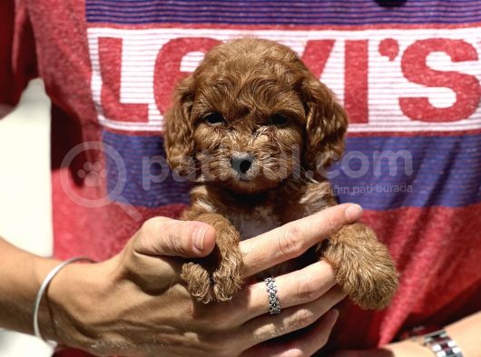 Show Kalite Maltipoo Bebekler