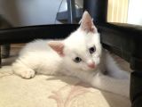 Van Kedi̇si̇ Yavrularim