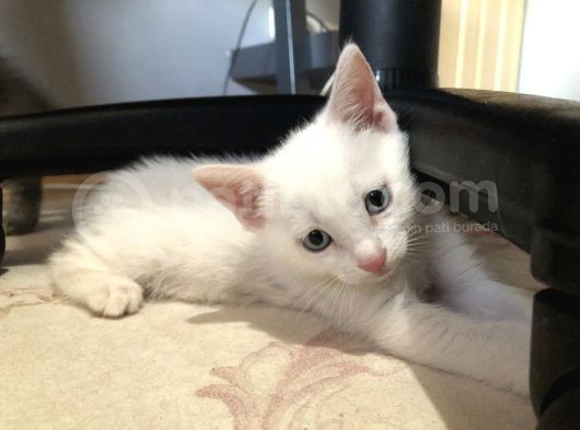 Van Kedi̇si̇ Yavrularim görsel