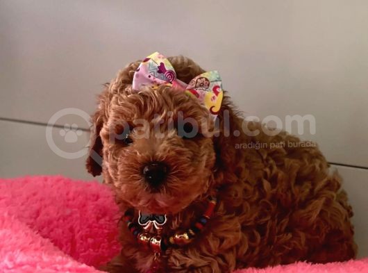 Safkan Toy Poodle Yavrularımız görsel