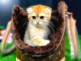 Safkan Scottish Fold Yavrumuz