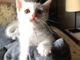 Van Kedi̇si̇ Yavrularim