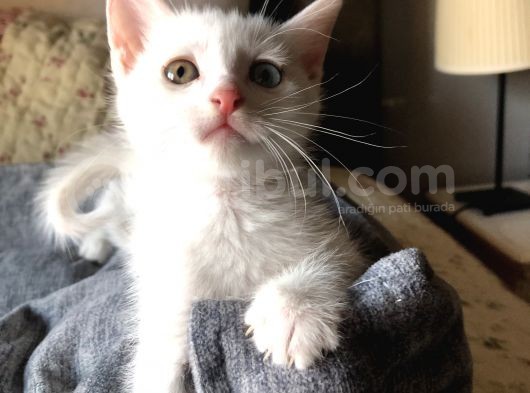 Van Kedi̇si̇ Yavrularim