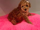 Safkan Toy Poodle Yavrularımız