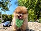 Safkan Pomeranian Boo Yavrularımız