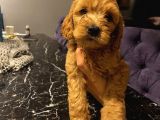Ev Ortaminda Erkek Cavapoo Yavrularimiz
