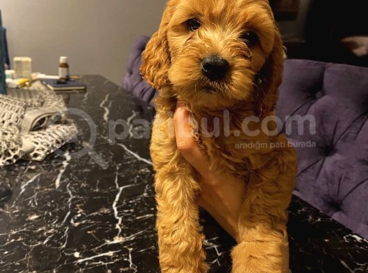 Ev Ortaminda Erkek Cavapoo Yavrularimiz görsel