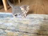 Safkan Anne Ve Babadan Scottish Fold Ve British Shorthair Yavrular