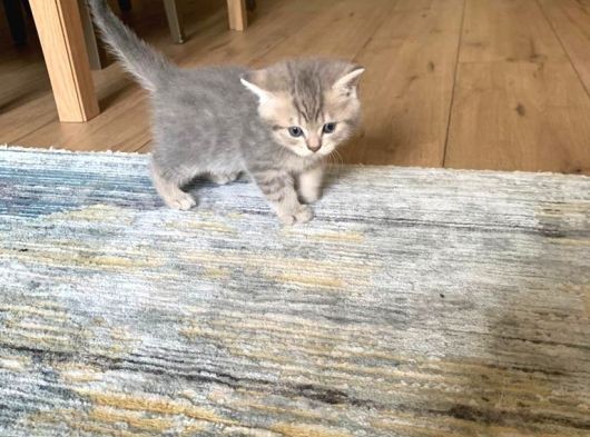 Safkan Anne Ve Babadan Scottish Fold Ve British Shorthair Yavrular
