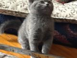 2 Aylık British Shorthair