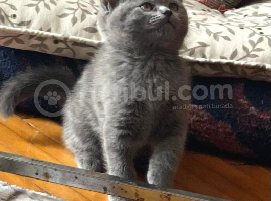 2 Aylık British Shorthair görsel