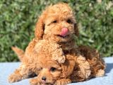 Di̇şi̇ Mi̇ni̇ Toy Poodle Yavrular