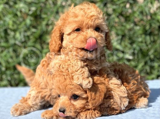 Di̇şi̇ Mi̇ni̇ Toy Poodle Yavrular