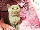Safkan British Shorthair Yavrumuz