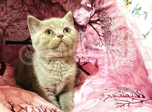 Safkan British Shorthair Yavrumuz