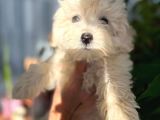 Maltipoo Kızım