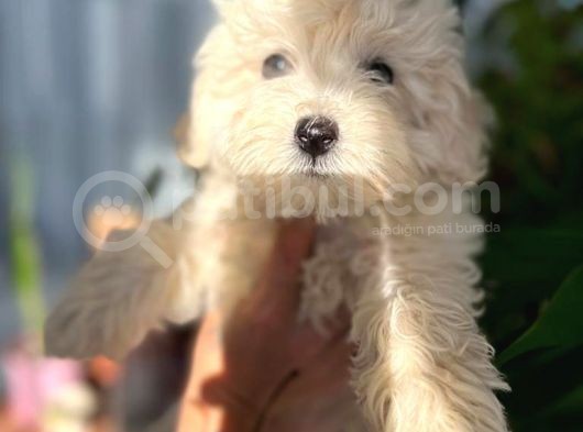 Maltipoo Kızım görsel