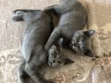 2 Aylık British Shorthair