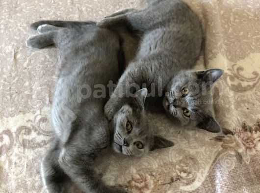 2 Aylık British Shorthair görsel