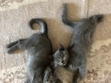 2 Aylık British Shorthair