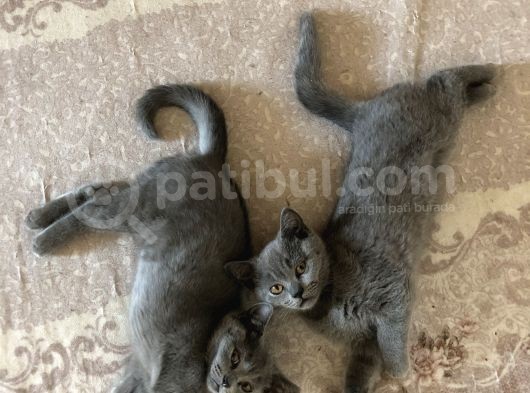 2 Aylık British Shorthair görsel