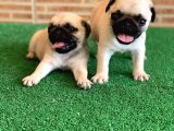 Safkan Aşili Karneli̇ Pug Mops