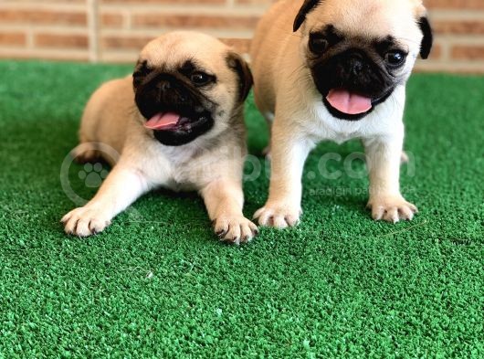 Safkan Aşili Karneli̇ Pug Mops görsel