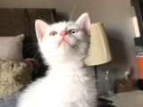 Van Kedi̇si̇ Yavrularim