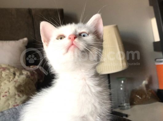 Van Kedi̇si̇ Yavrularim görsel
