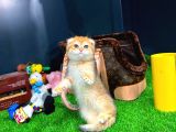 Safkan Scottish Fold Yavrumuz