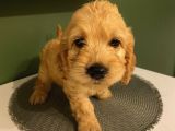 Ev Ortaminda Erkek Cavapoo Yavrularimiz