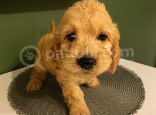 Ev Ortaminda Erkek Cavapoo Yavrularimiz görsel