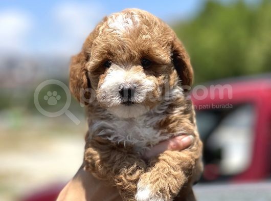 Show Kalite Maltipoo Bebekler görsel
