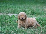 Rezerveye Uygun Goldendoodle Yavrularımız