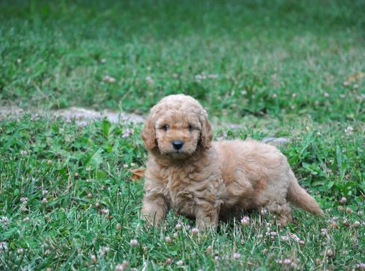 Rezerveye Uygun Goldendoodle Yavrularımız görsel