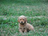 Rezerveye Uygun Goldendoodle Yavrularımız