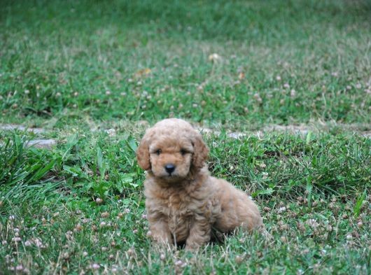 Rezerveye Uygun Goldendoodle Yavrularımız görsel