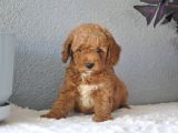 Rezerveye Uygun Goldendoodle Yavrularımız