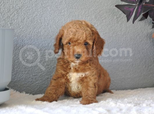 Rezerveye Uygun Goldendoodle Yavrularımız görsel