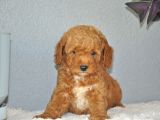 Rezerveye Uygun Goldendoodle Yavrularımız