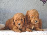 Rezerveye Uygun Goldendoodle Yavrularımız
