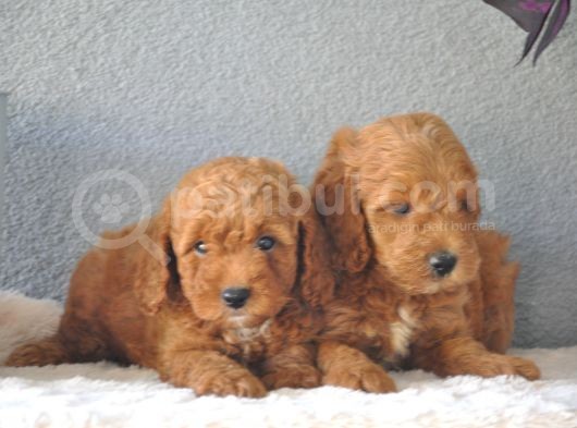 Rezerveye Uygun Goldendoodle Yavrularımız görsel