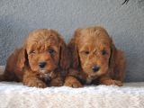 Rezerveye Uygun Goldendoodle Yavrularımız