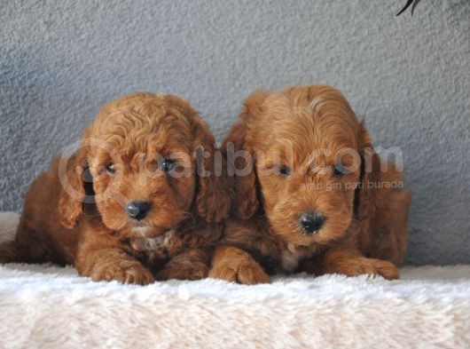 Rezerveye Uygun Goldendoodle Yavrularımız